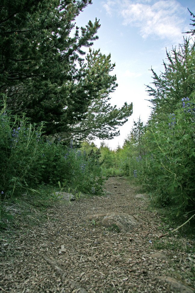 Í Reykjarhólsskógi