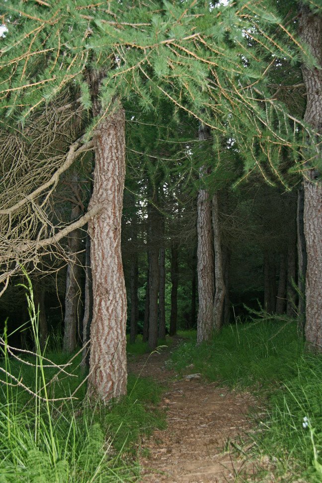 Í Reykjarhólsskógi