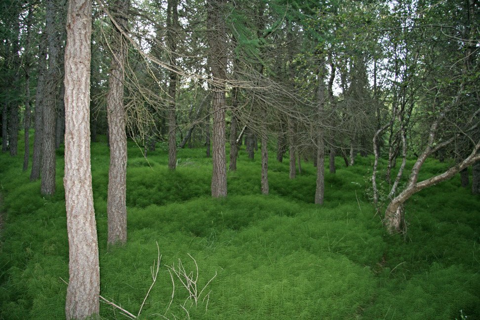 Í Reykjarhólsskógi