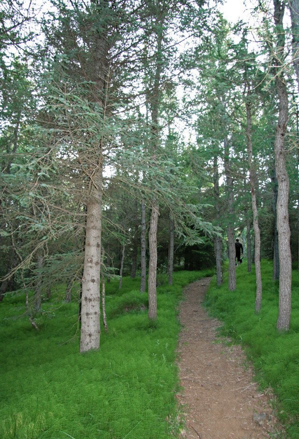 Í Reykjarhólsskógi