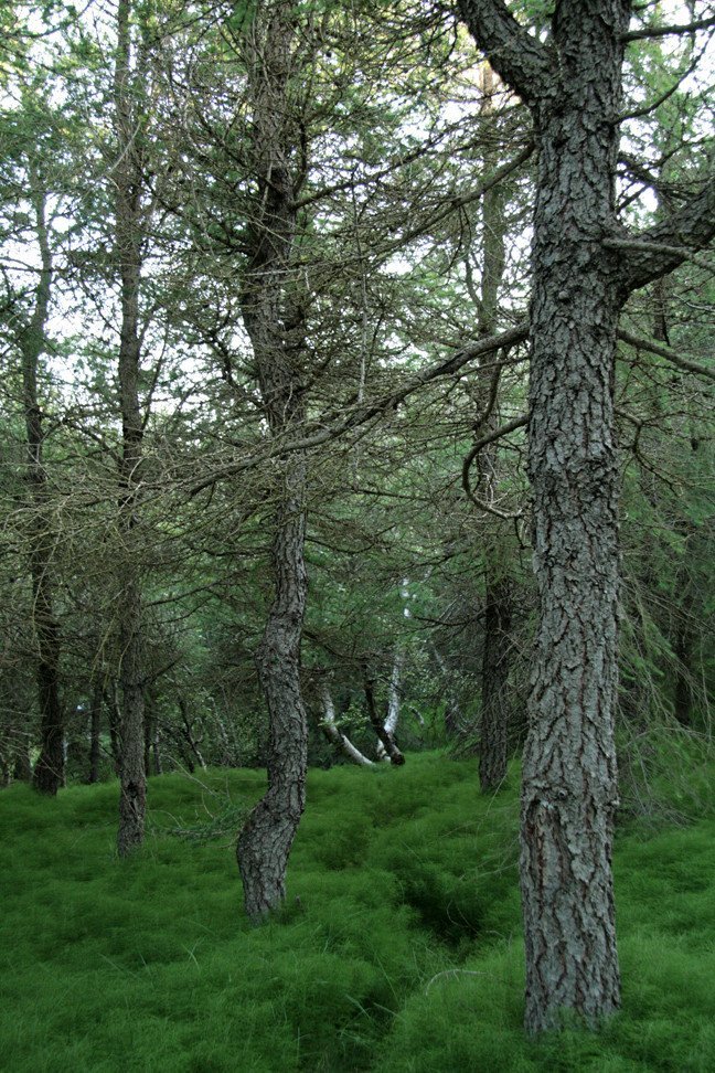 Í Reykjarhólsskógi