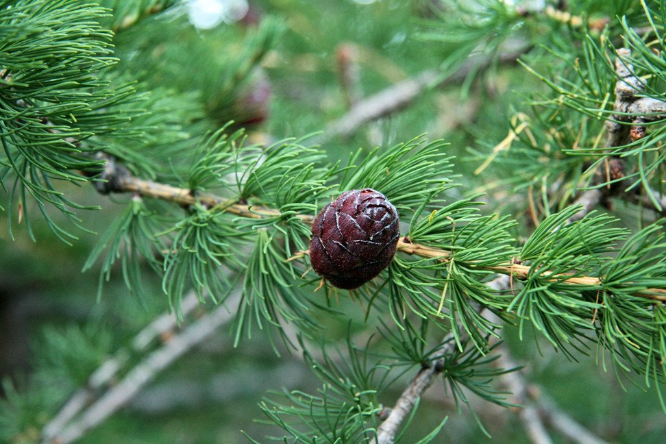 Í Reykjarhólsskógi