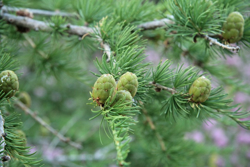 Í Reykjarhólsskógi