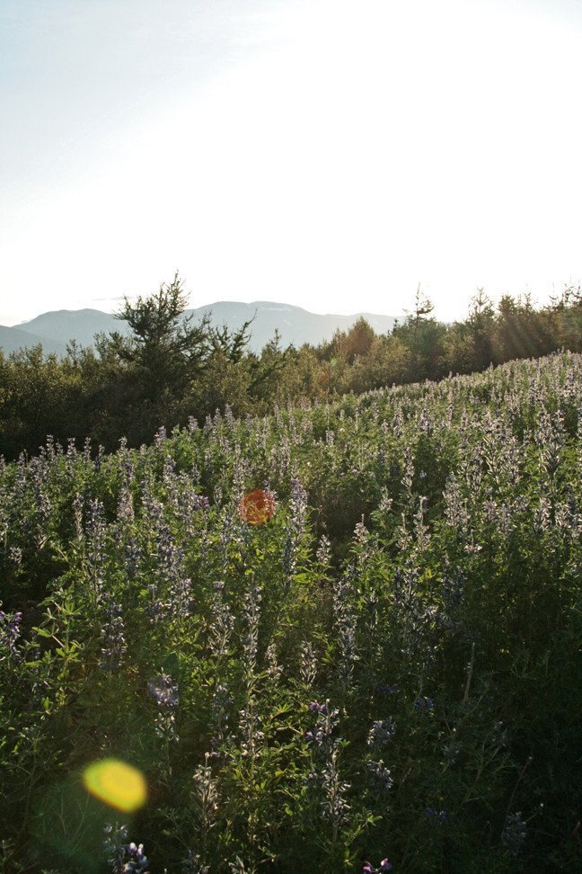 Í Reykjarhólsskógi