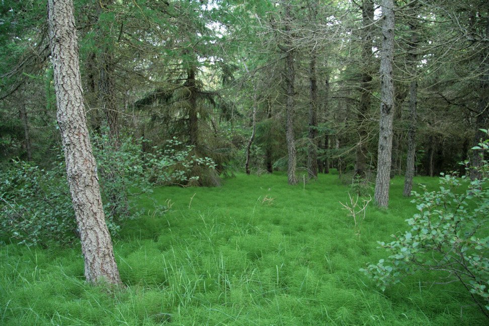 Í Reykjarhólsskógi