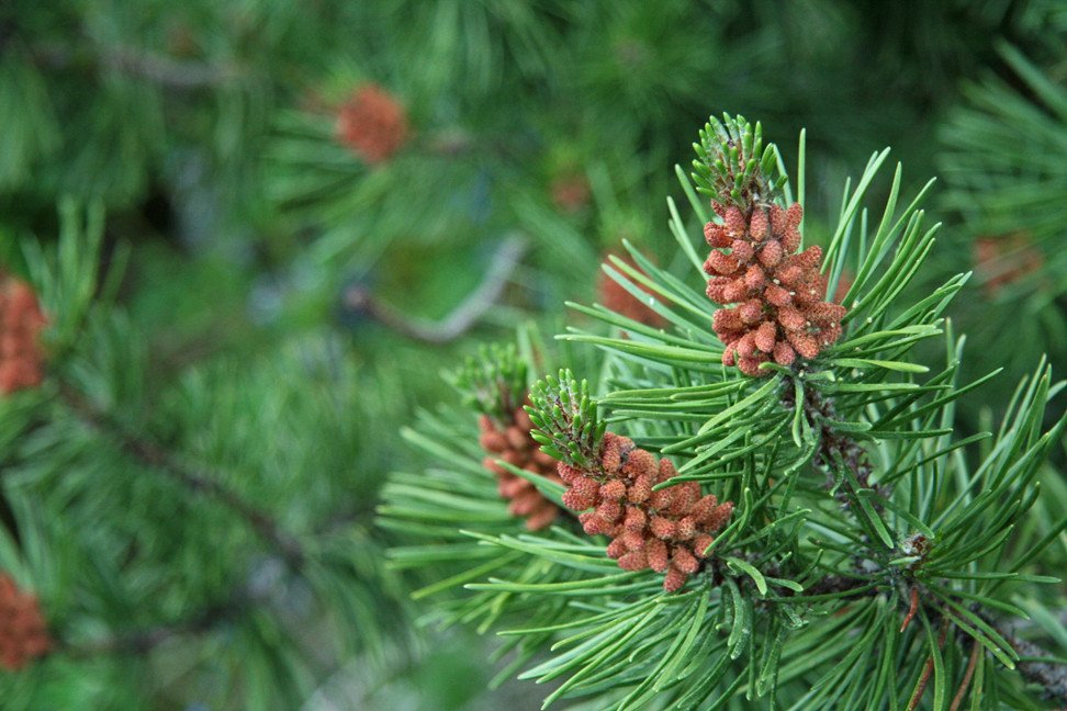 Í Reykjarhólsskógi