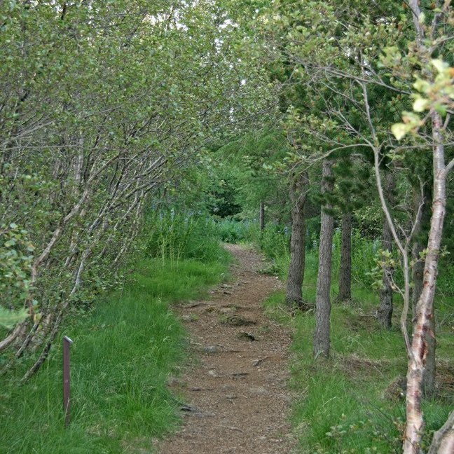 (mynd: Esther Ösp Gunnarsdóttir)