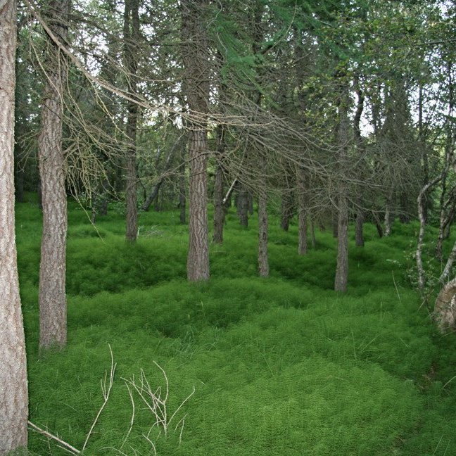 (mynd: Esther Ösp Gunnarsdóttir)