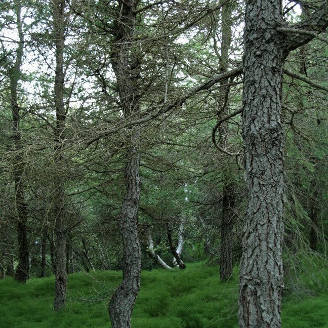 (mynd: Esther Ösp Gunnarsdóttir)