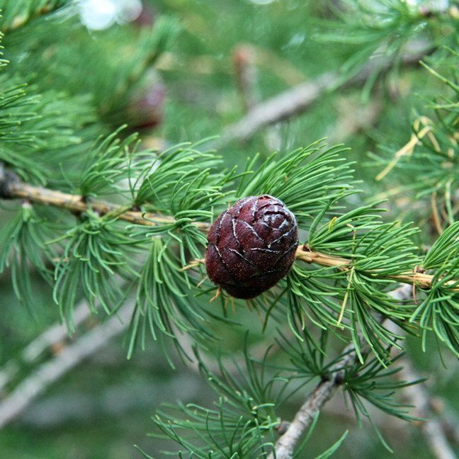 (mynd: Esther Ösp Gunnarsdóttir)