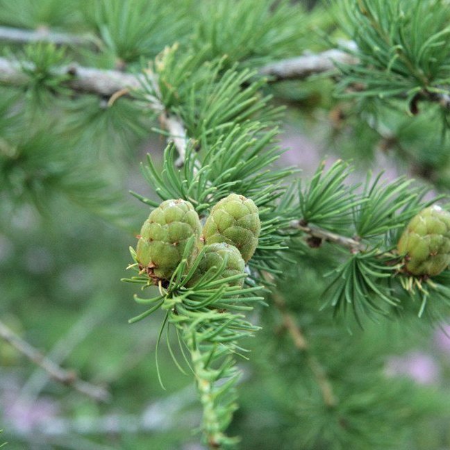(mynd: Esther Ösp Gunnarsdóttir)