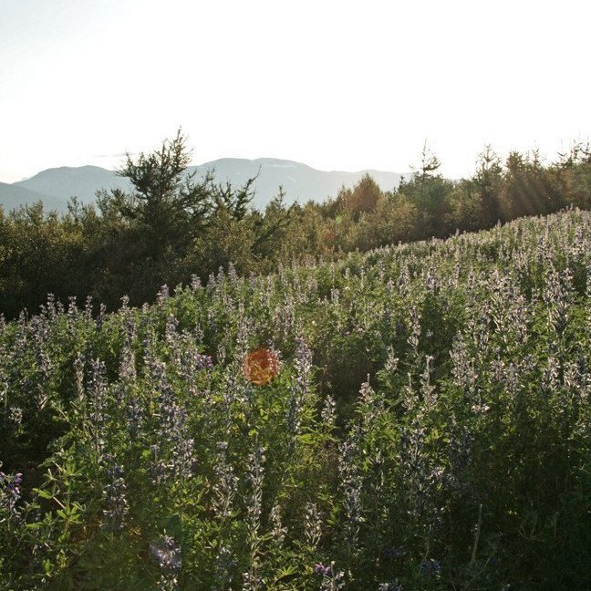 (mynd: Esther Ösp Gunnarsdóttir)