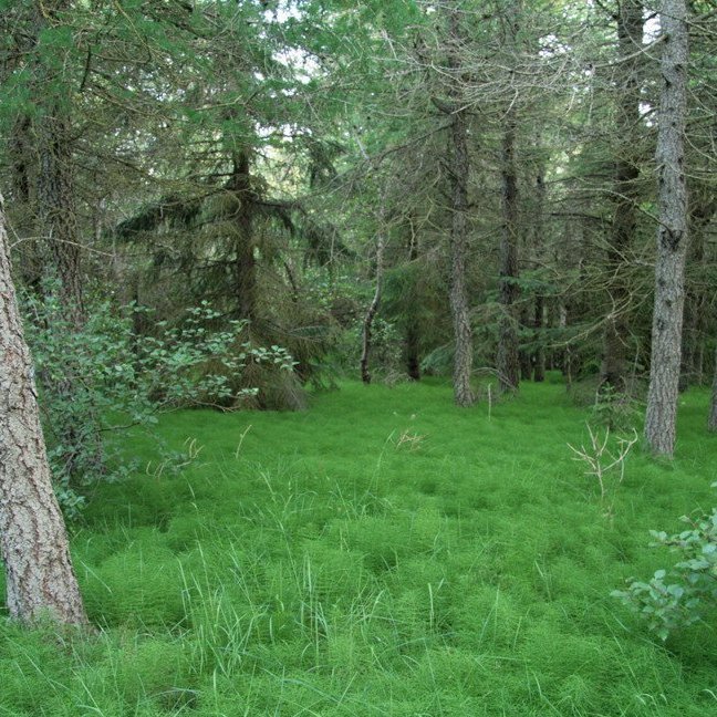 (mynd: Esther Ösp Gunnarsdóttir)