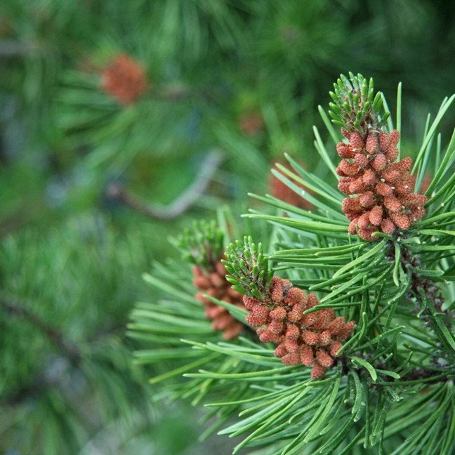 (mynd: Esther Ösp Gunnarsdóttir)