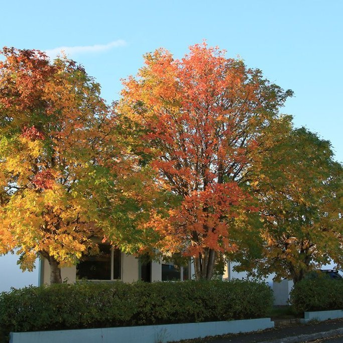 Haustlitir á reyniviði geta verið býsna fjölbreyttir. Ljósmynd: Pétur Halldórsson