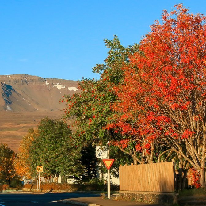 Nokkuð misjafnt er milli einstakra reyniviðartrjáa hversu snemma þau klæðast haustlitum. Ljósmynd: Pétur Halldórsson