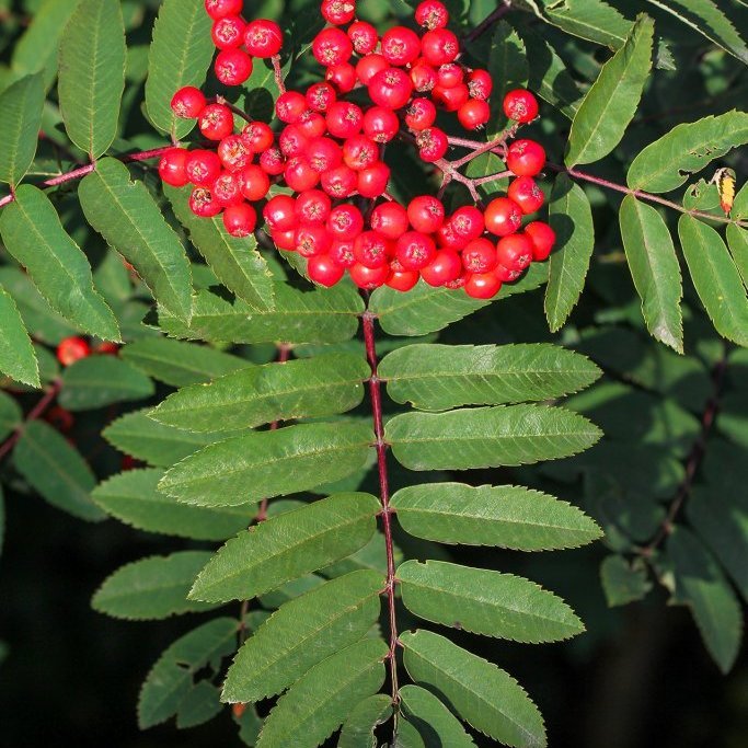 Reyniber. Ljósmynd: Pétur Halldórsson