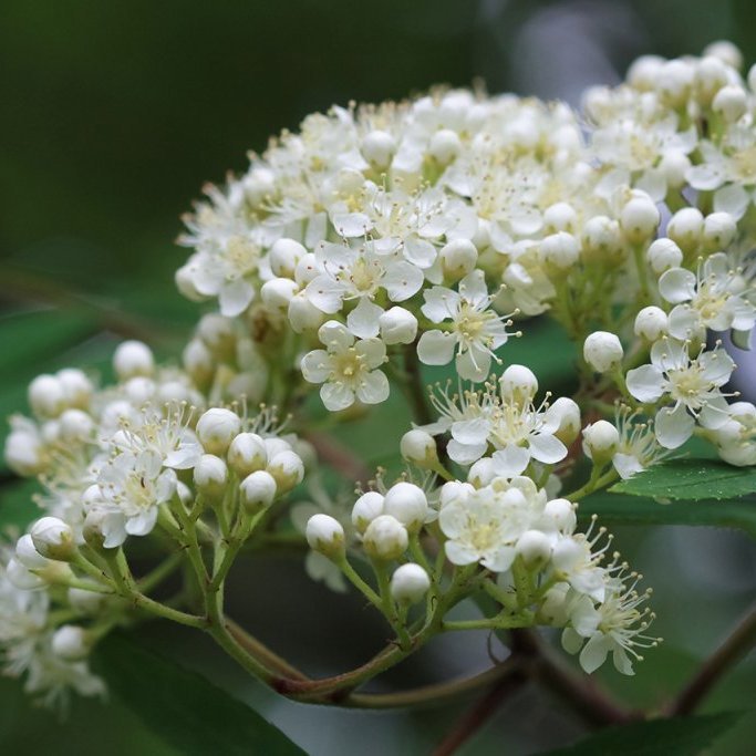 Reyniviðarblóm. Ljósmynd: Pétur Halldórsson