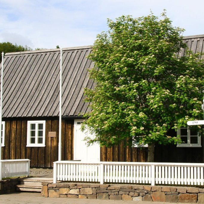 Reyniviður við Laxdalshús var ef til vill fyrsta garðtréð á Akureyri. Ljósmynd: Pétur Halldórsson