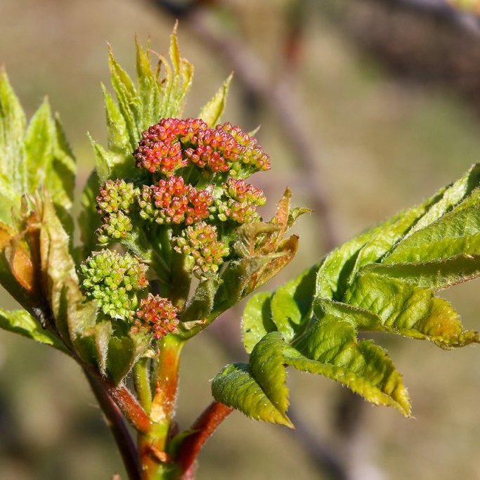 Reyniviður að laufgast og blóm að myndast. Ljósmynd: Pétur Halldórsson