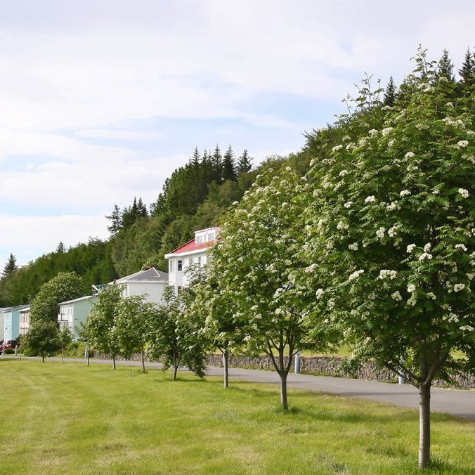  Röð af ungum reynitrjám í þéttbýli. Ljósmynd: Pétur Halldórsson