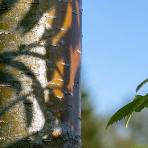 Börkur á ungum reyniviði. Ljósmynd: Pétur Halldórsson