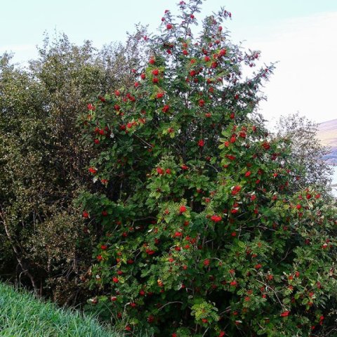 Reyniviður svignar af berjum. Ljósmynd: Pétur Halldórsson