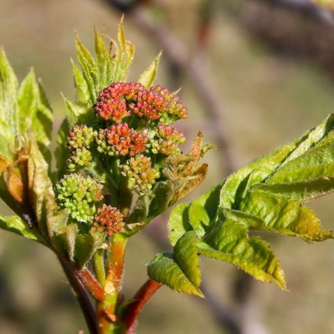 Reyniviður að laufgast og blóm að myndast. Ljósmynd: Pétur Halldórsson