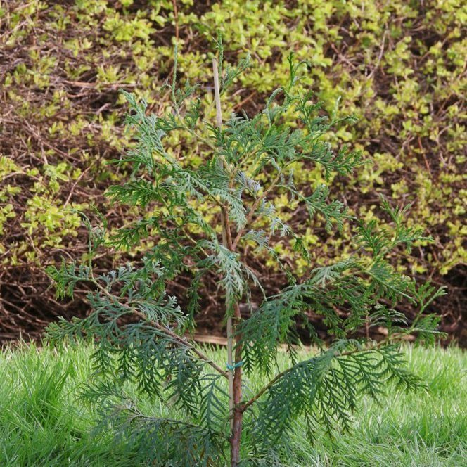 Ungur risalífviður í garði á Akureyri. Ljósmynd: Pétur Halldórsson