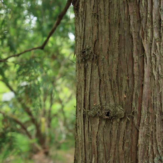 Börkur á stálpuðum risalífvið í Mustila-trjásafninu í Finnlandi. Ljósmynd: Pétur Halldórsson