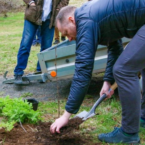 Guðmundur Ingi setur moltu að plöntunni eftir gróðursetningu. Ljósmynd: Pétur Halldórsson