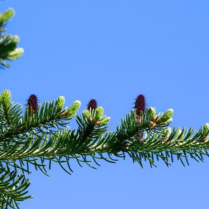 Kvenkynhirslur á síberíuþin í Kjarnaskógi 2022. Ljósmynd: Pétur Halldórsson