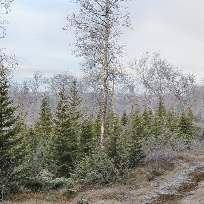 Rauðgreinireitur í Sigríðarstaðaskógi í Ljósavatnsskarði. Á Íslandi hentar vel að rækta jólatré í skjóli hærri trjáa til að minnka hættu á skemmdum vegna haust- og vorfrosta.. Ljósmynd: Pétur Halldórsson