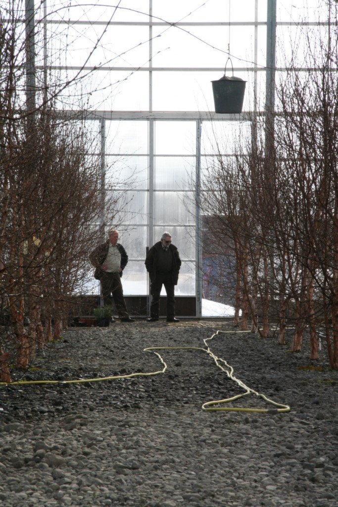 Mót birtunni í fræhúsinu á Vöglum