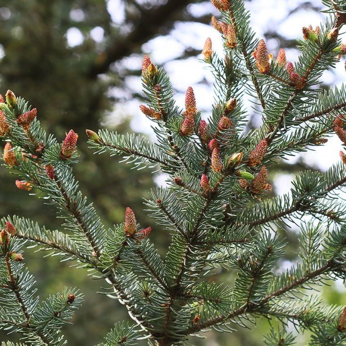 Karlkynhirslur á sitkabastarði. Ljósmynd: Pétur Halldórsson