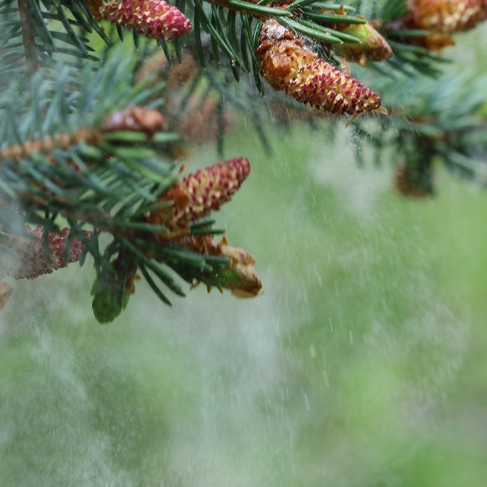 Frjó dreifist úr karlkynhirslum sitkabastarðs. Ljósmynd: Pétur Halldórsson
