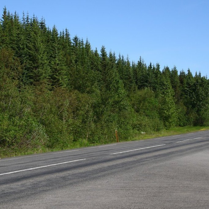 Belti með sitkabastarði neðst í Kjarnaskógi, gróðursett sem gjöf Skógræktarfélags Eyfirðinga til Akureyrarbæjar í tilefni 100 ára afmæli kaupstaðarins 1962. Myndin er tekin 2017. Mynd: Pétur Halldórsson