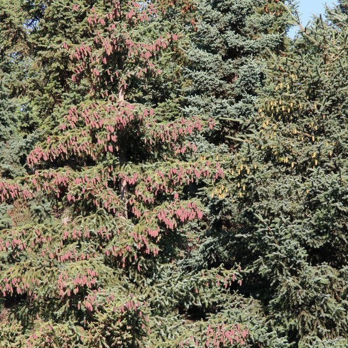 Sitkabastarður hlaðinn könglum. Mynd: Pétur Halldórsson