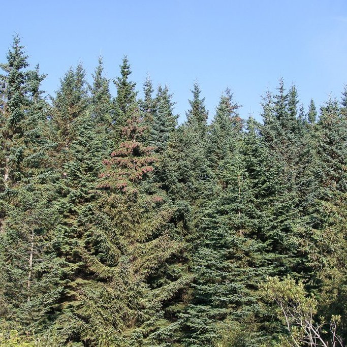 Skógur með sitkabastarði. Hér sést fjölbreytileiki þessa blendings vel. Mynd: Pétur Halldórsson