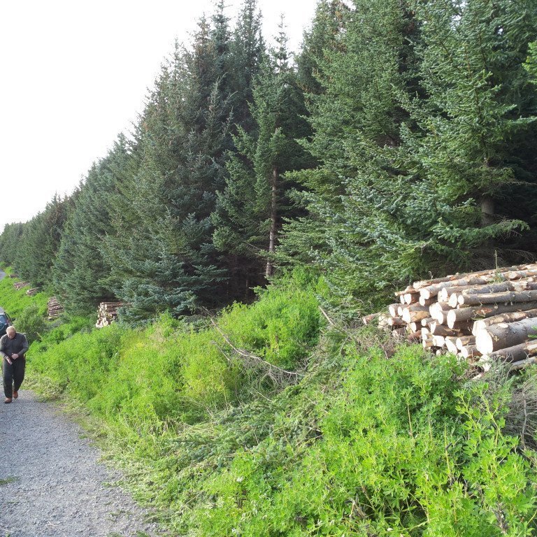 Nýgrisjaður sitkabastarður í Skálamel við Húsavík, ættaður frá Lawing í Alaska. Mynd: Þröstur Eysteinsson