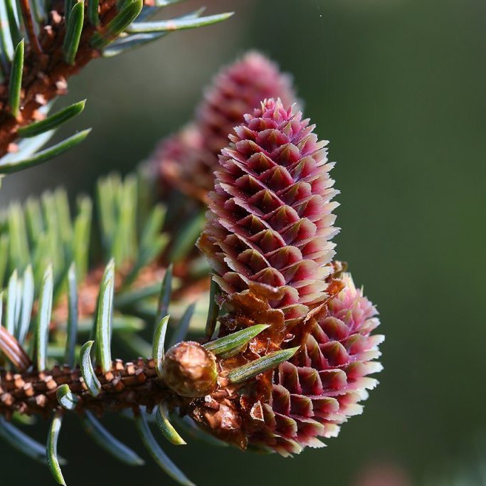Kvenkynhirslur á sitkabastarði. Hvítu kornin eru frjókorn. Ljósmynd: Pétur Halldórsson