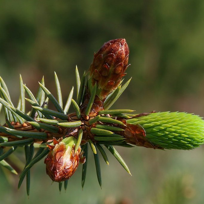 Ungsproti á sitkabastarði. Mynd: Pétur Halldórsson