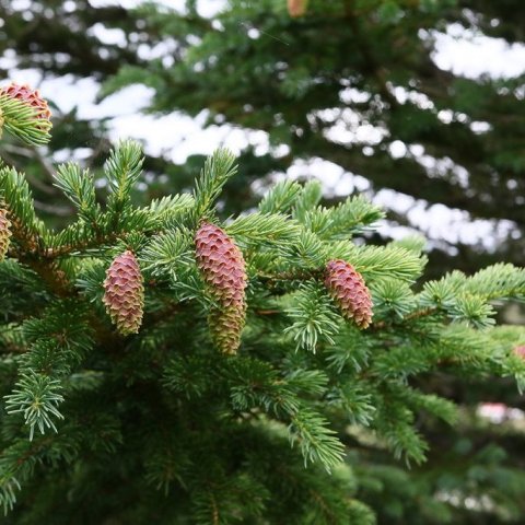 Ungir könglar á sitkabastarði. Ljósmynd: Pétur Halldórsson
