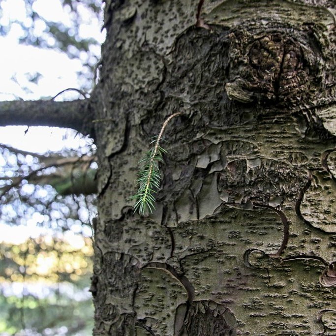 Börkur á sjötíu ára sitkagreni. Ljósmynd: Pétur Halldórsson