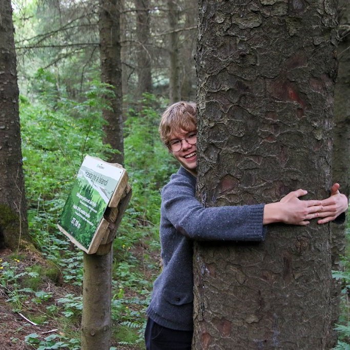 Hæsta tré landsins knúsað, sitkagreni gróðursett 1949 í skógarlundinum á Kirkjubæjarklaustri. Ljósmynd: Pétur Halldórsson