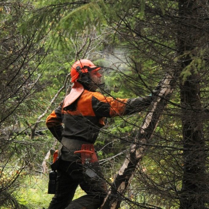 Sitkagreni grisjað. Ljósmynd: Pétur Halldórsson