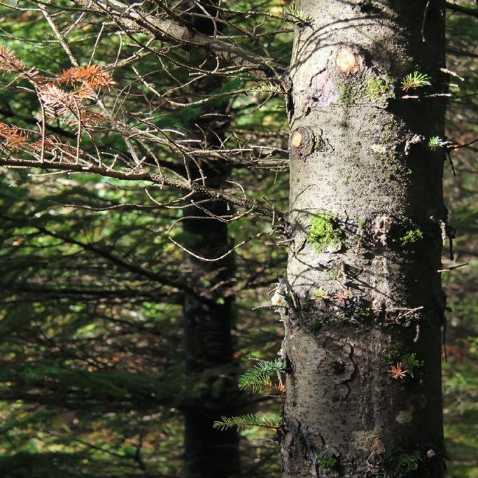 Stofn á um 40 ára gömlu sitkagreni. Ljósmynd: Pétur Halldórsson