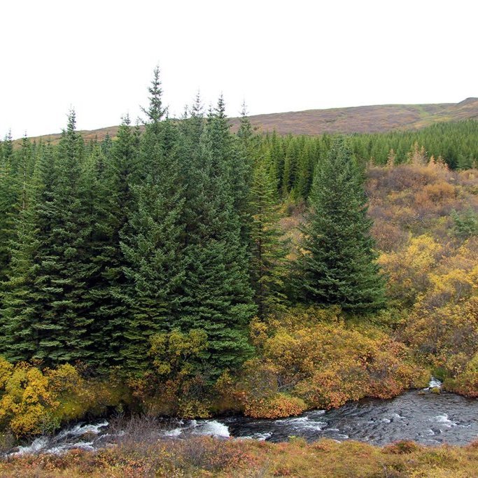 Ungur sitkagreniskógur í Haukadal. Ljósmynd: Pétur Halldórsson