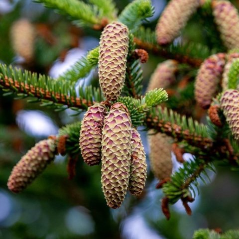 Hálfþroskaðir sitkagrenikönglar. Ljósmynd: Pétur Halldórsson