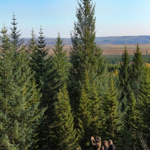 Hátt sitkagreni í Haukadal innan um lægra rauðgreni jafngamalt. Ljósmynd: Pétur Halldórsson